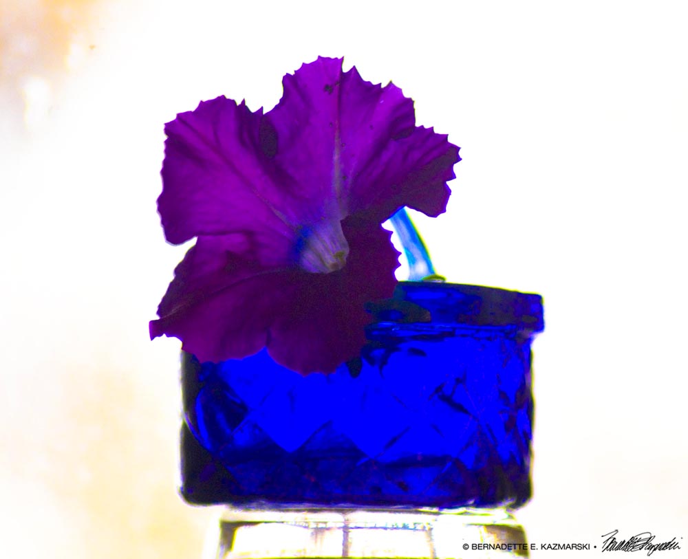 petunia