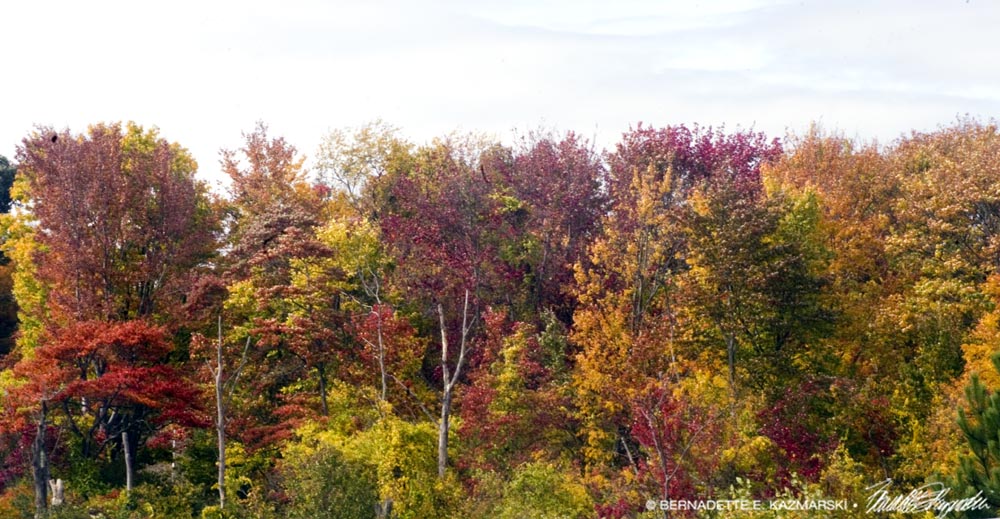autumn trees