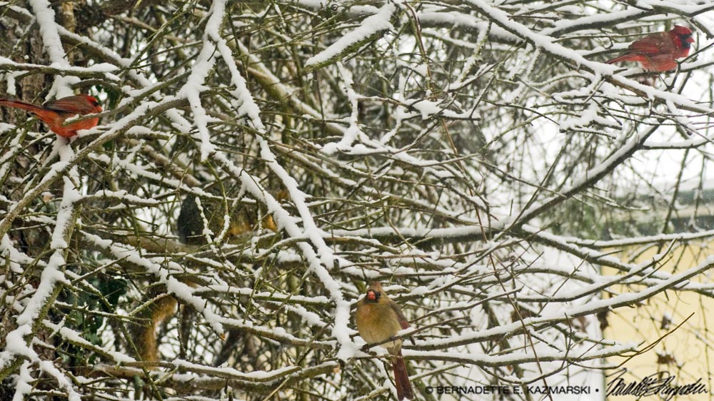 Three cardinals and a squirrel.