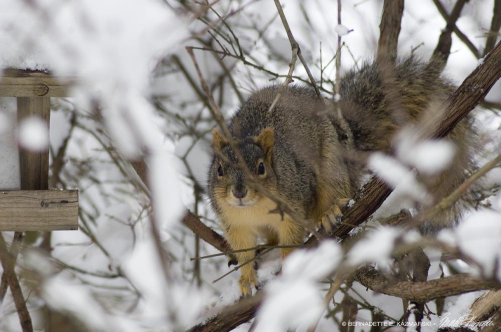 squirrel in snow by feeder