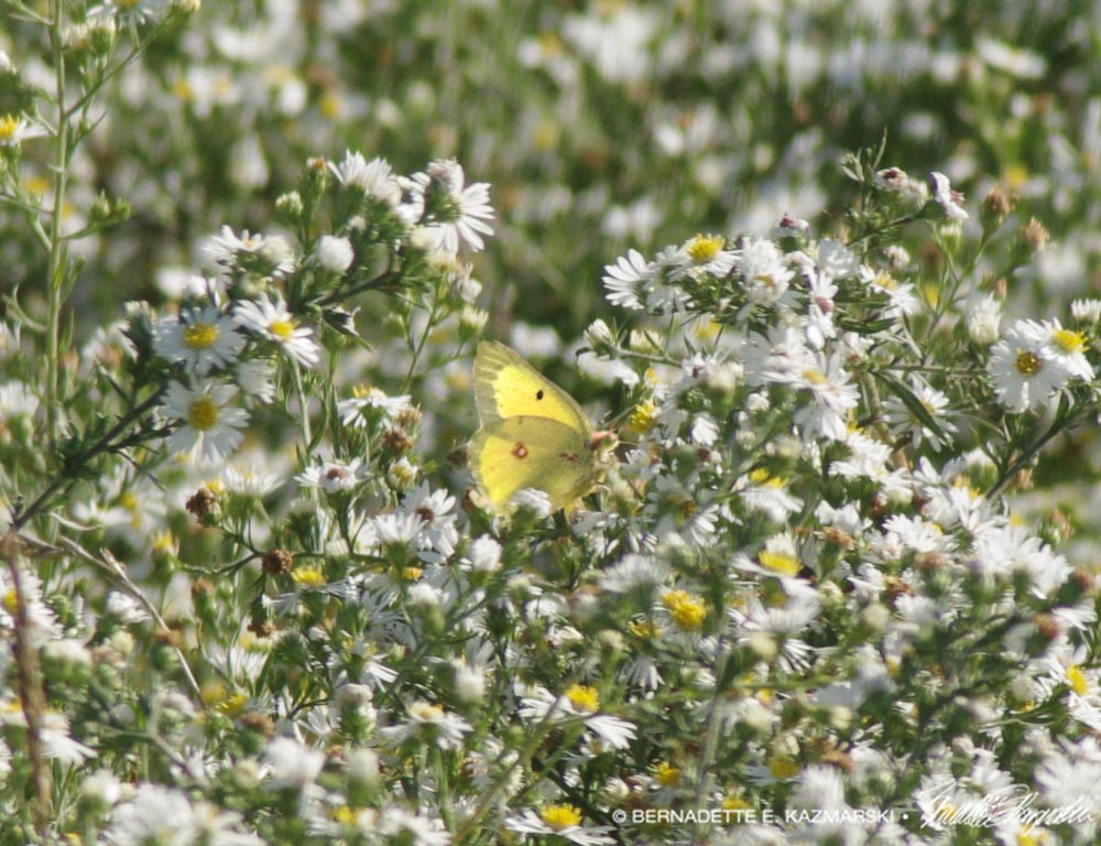 clouded sulfur and white asters