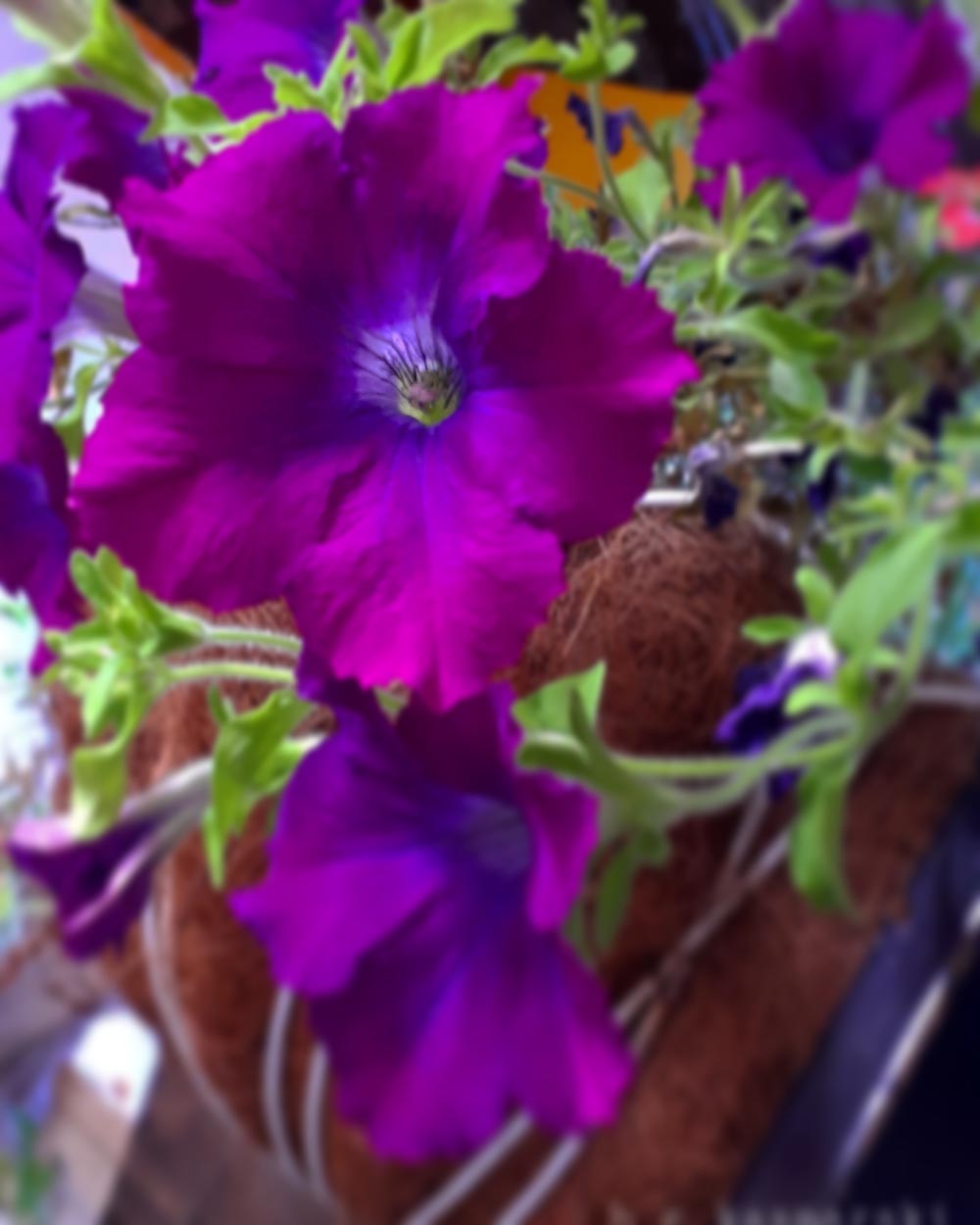 petunias