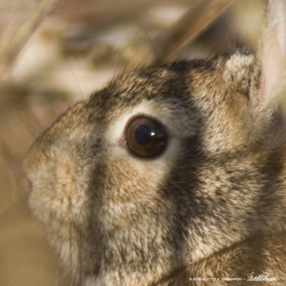 a wild cottontail in the back yard