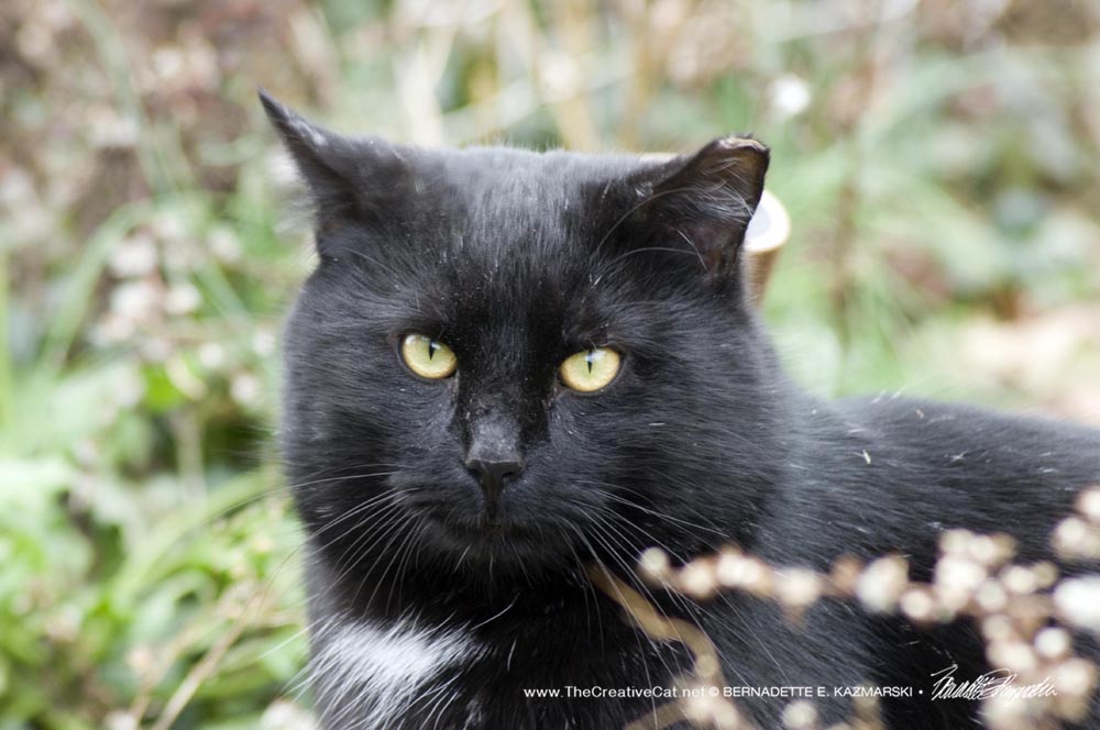 black cat in weeds.