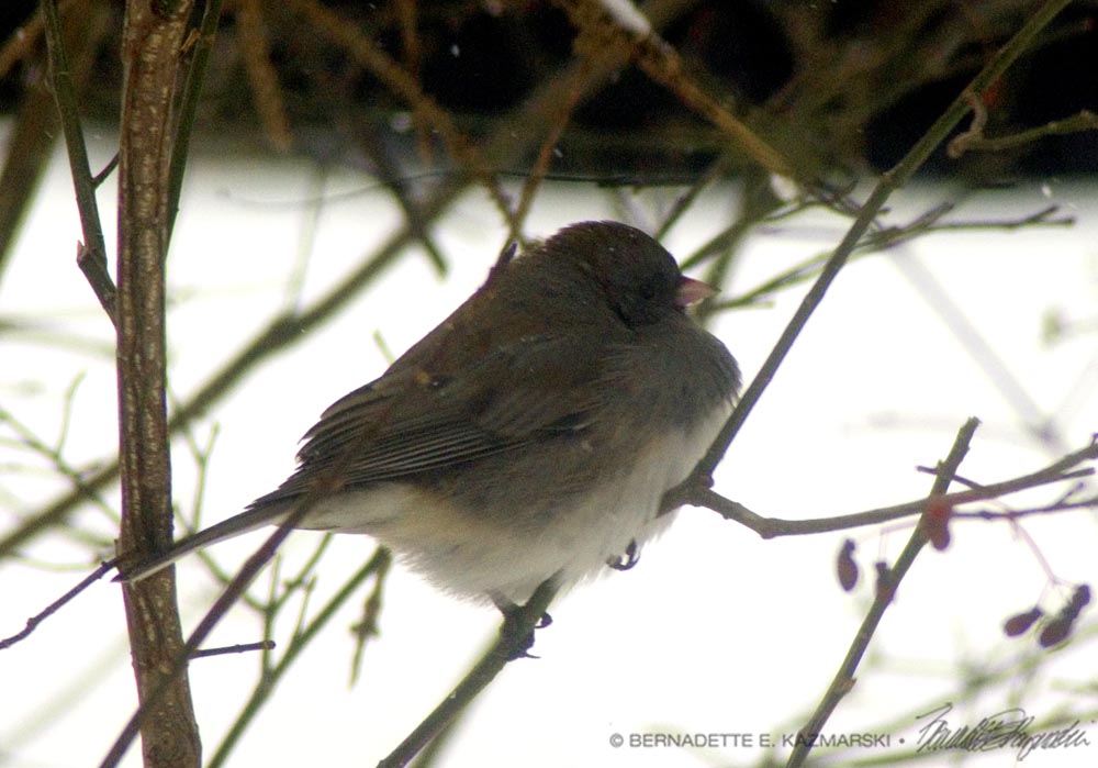 dark-eyed junco