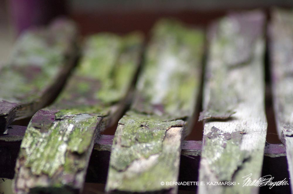 peeling mossy wood