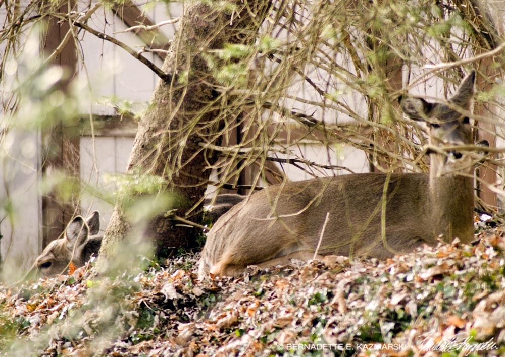 three deer