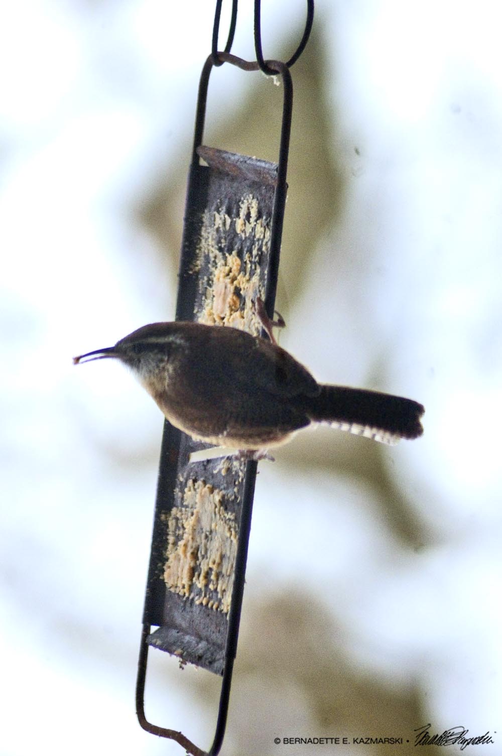 wren with peanut butter