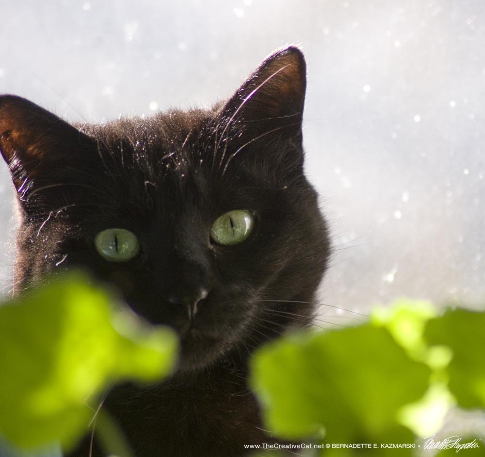 black cat and green leaves