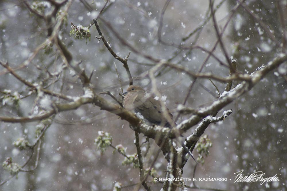 dove in a snowstorm