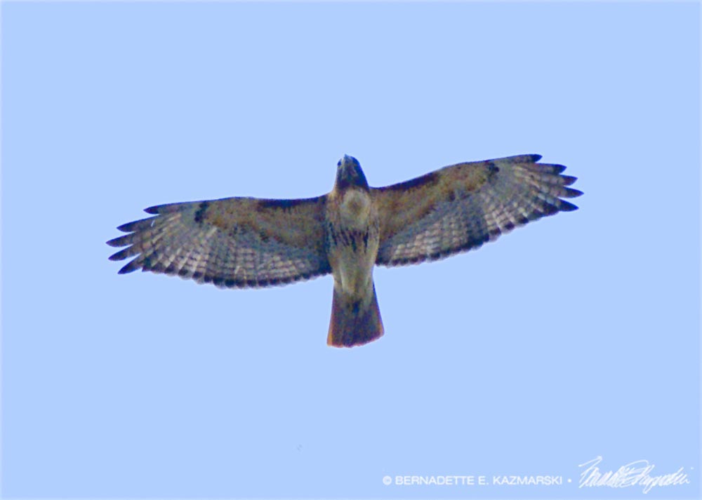 Red-tail Overhead