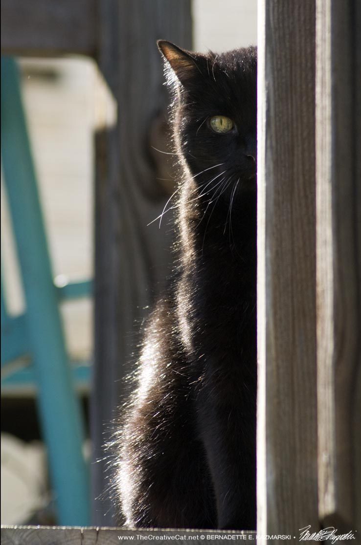 black cat