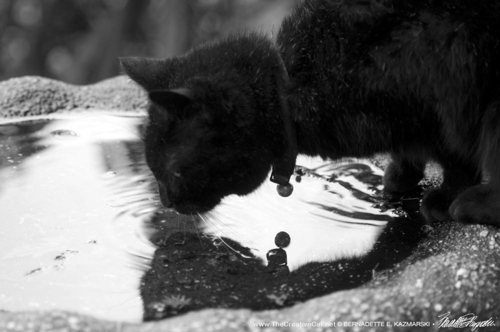 black cat in birdbath