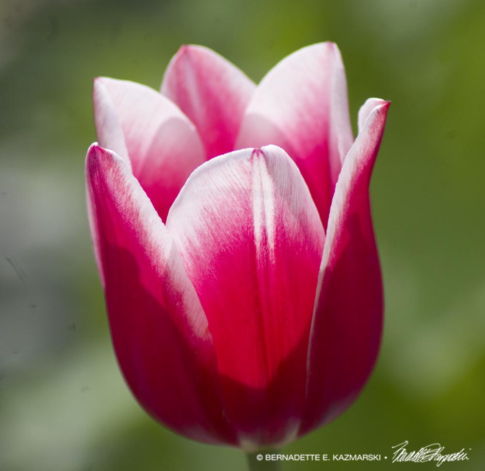 red and white tulip