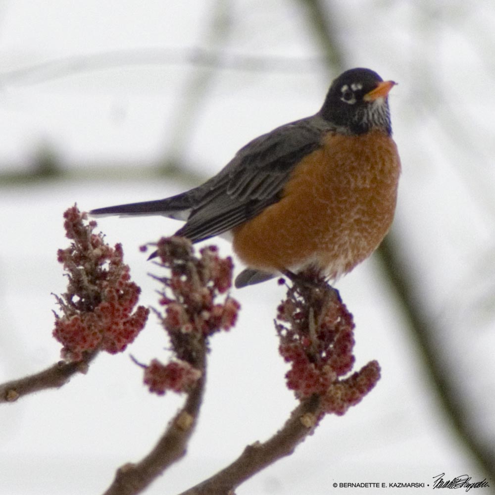 robin on sumac