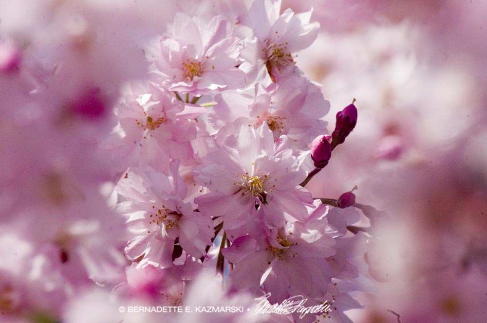 weeping cherry blossoms