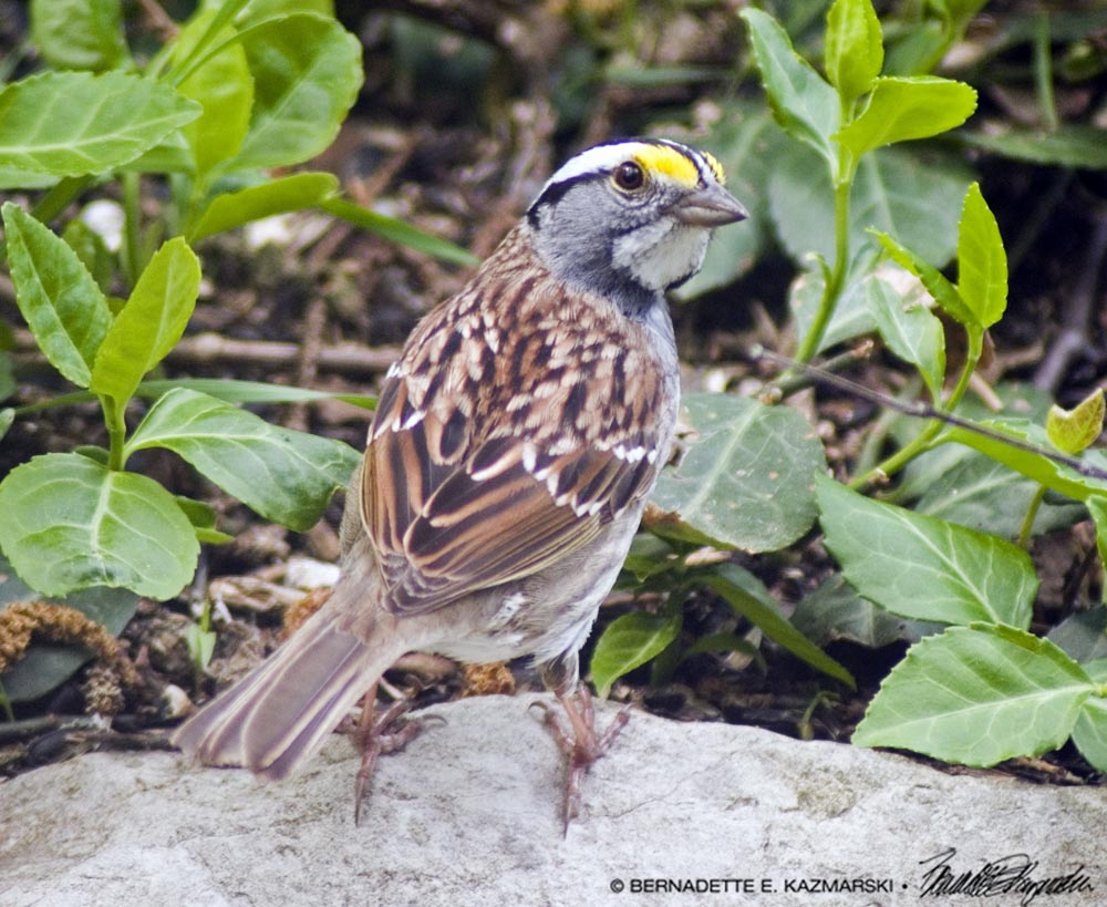 white-throated sparrow