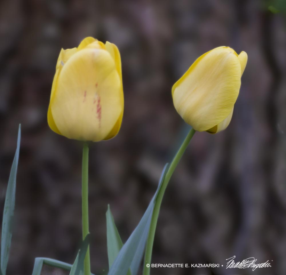 two yellow tulips