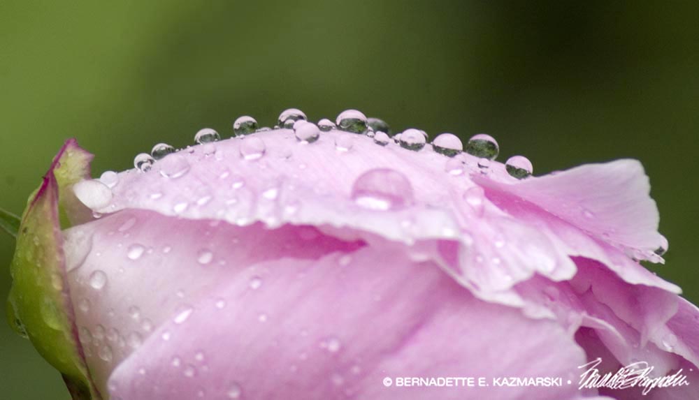 pink peony with raindrops