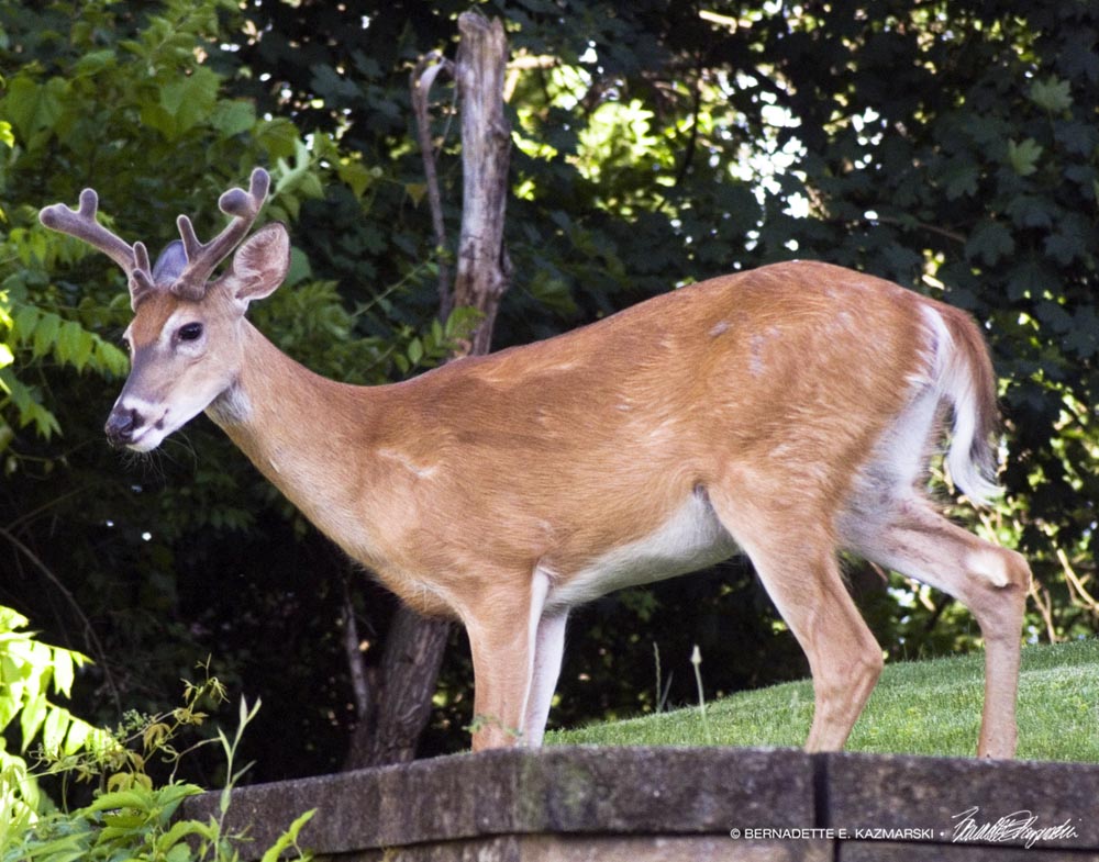 buck in yard