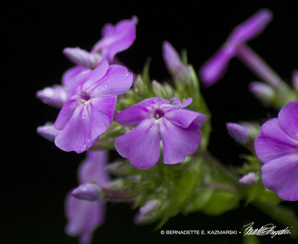 tall phlox paniculata