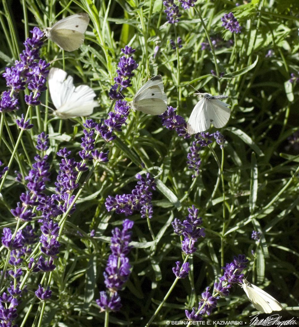 Five Butterflies in the Lavender