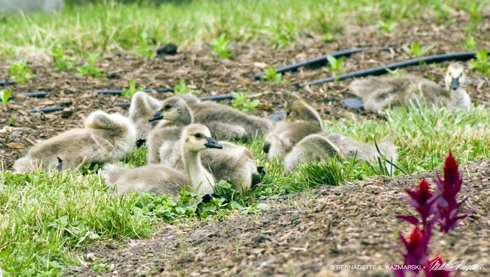 goslings