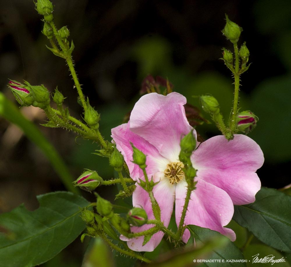 pink pasture rose