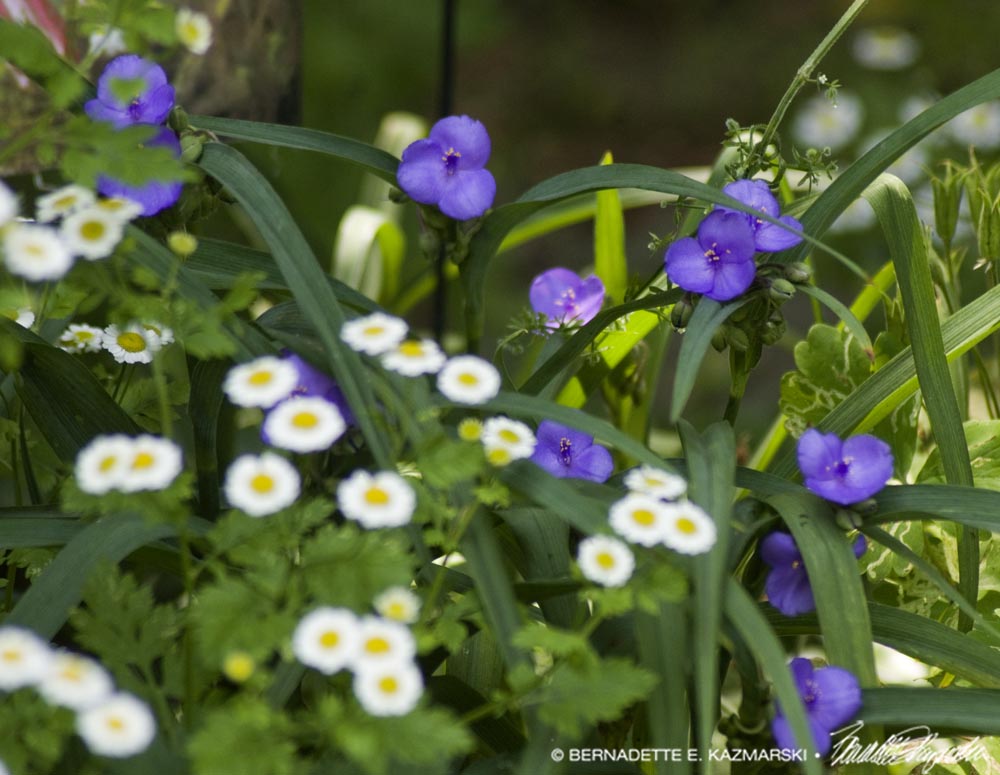 spiderwort and feverfew