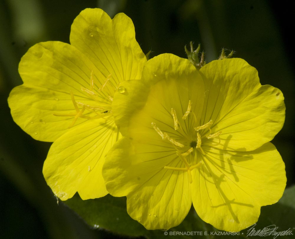 sundrops