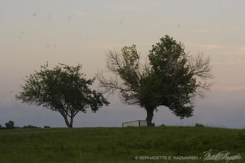 two old apple trees dusk