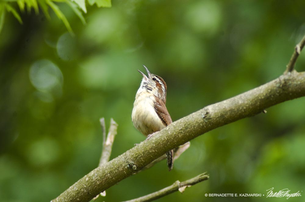 wren on tree branch