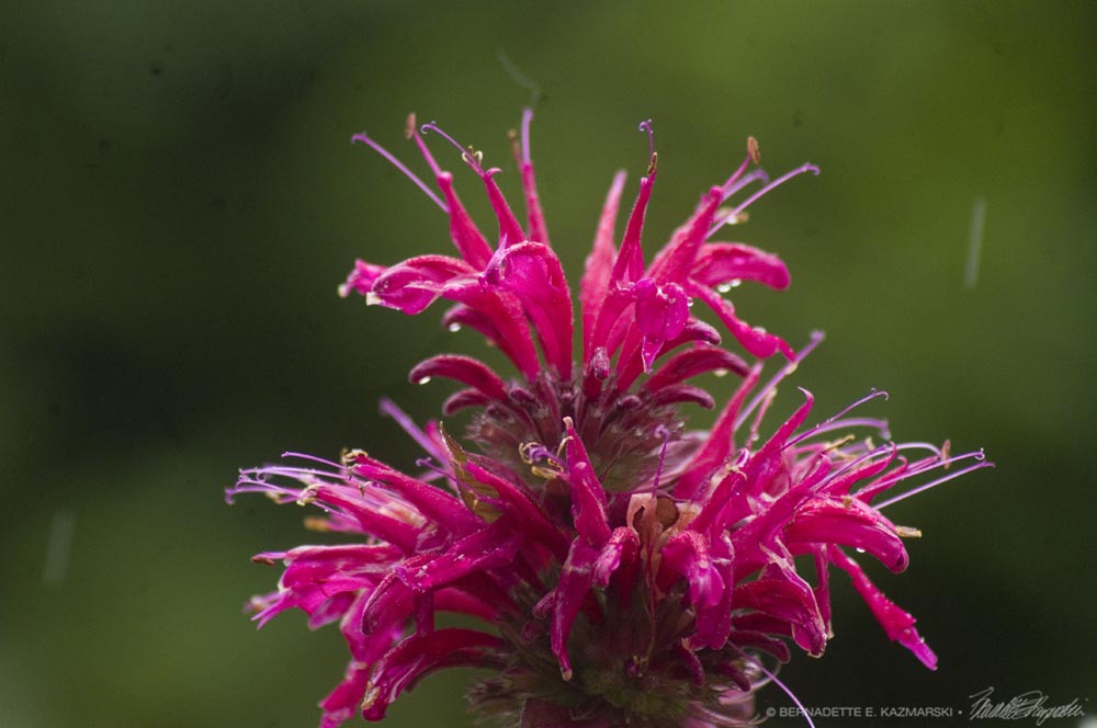 bee balm in rain