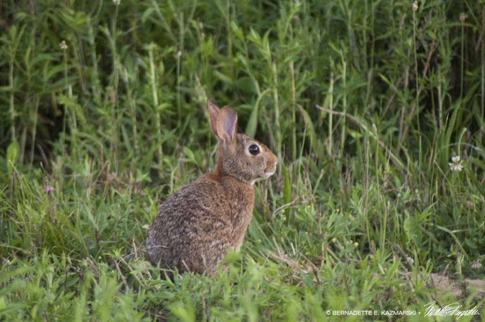 cottontail rabbit