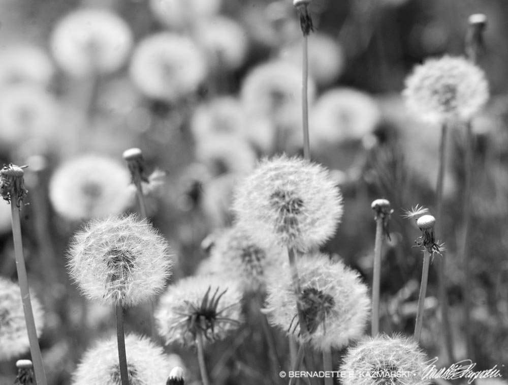 dandelion fluff