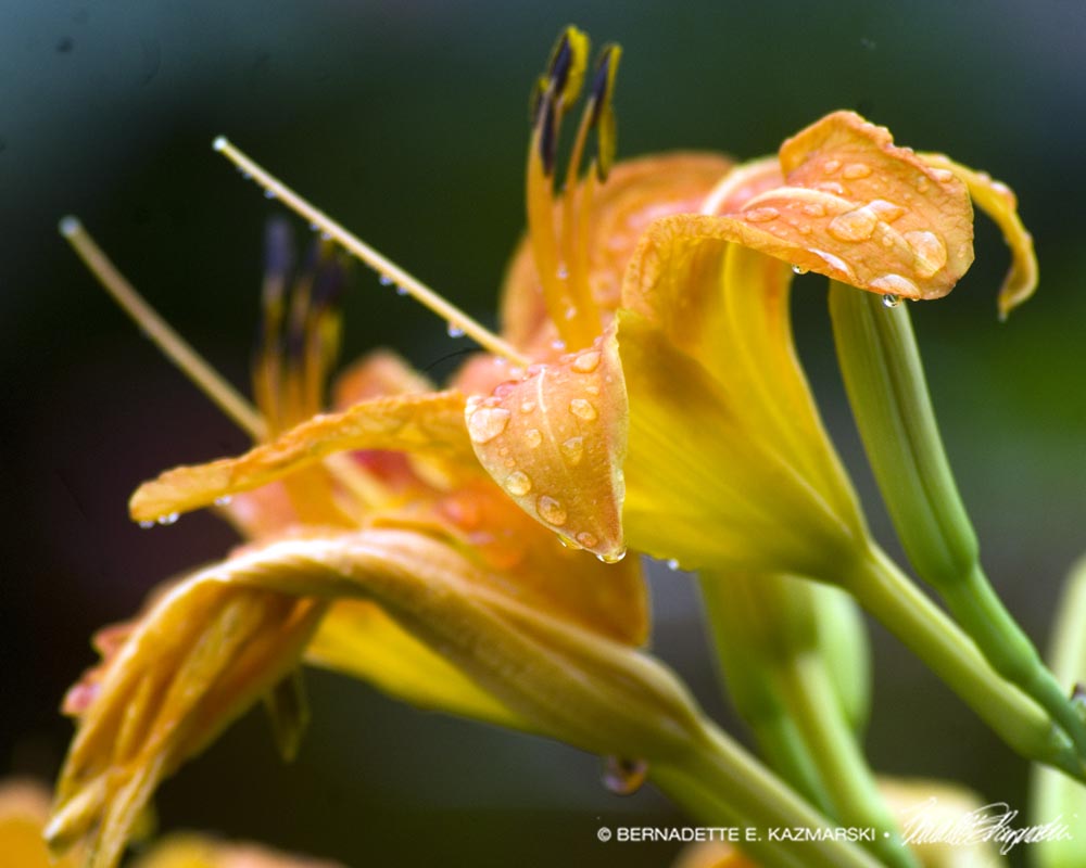 Daylilies