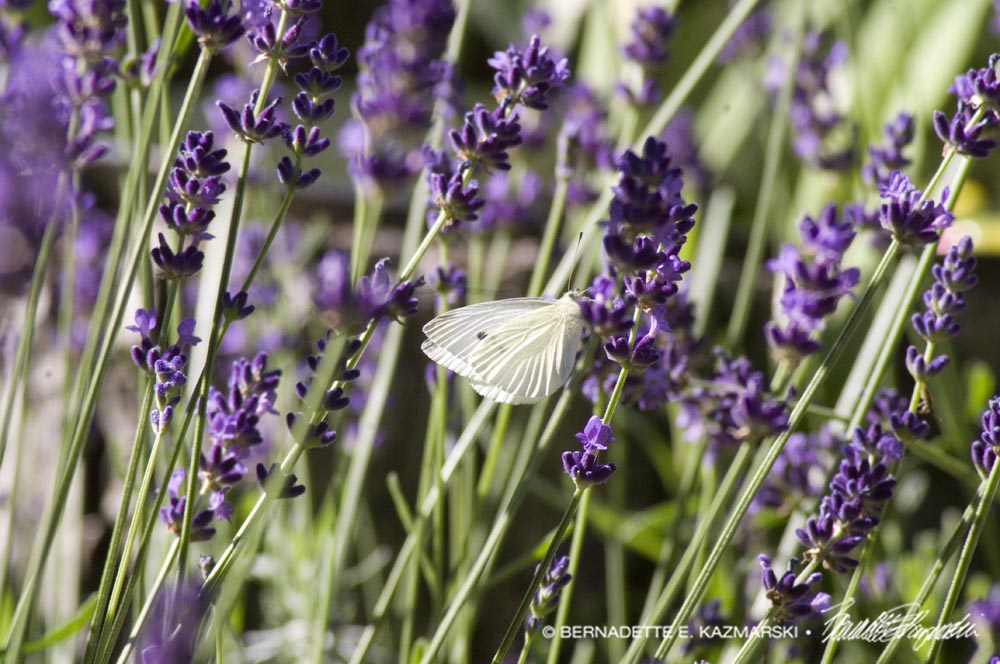 lavender and butterfly