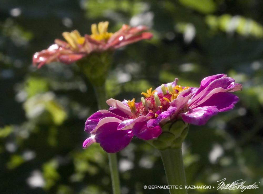zinnias