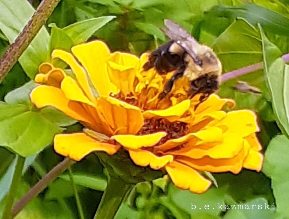 bee on zinnia