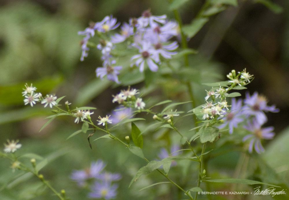 Asters in the woods