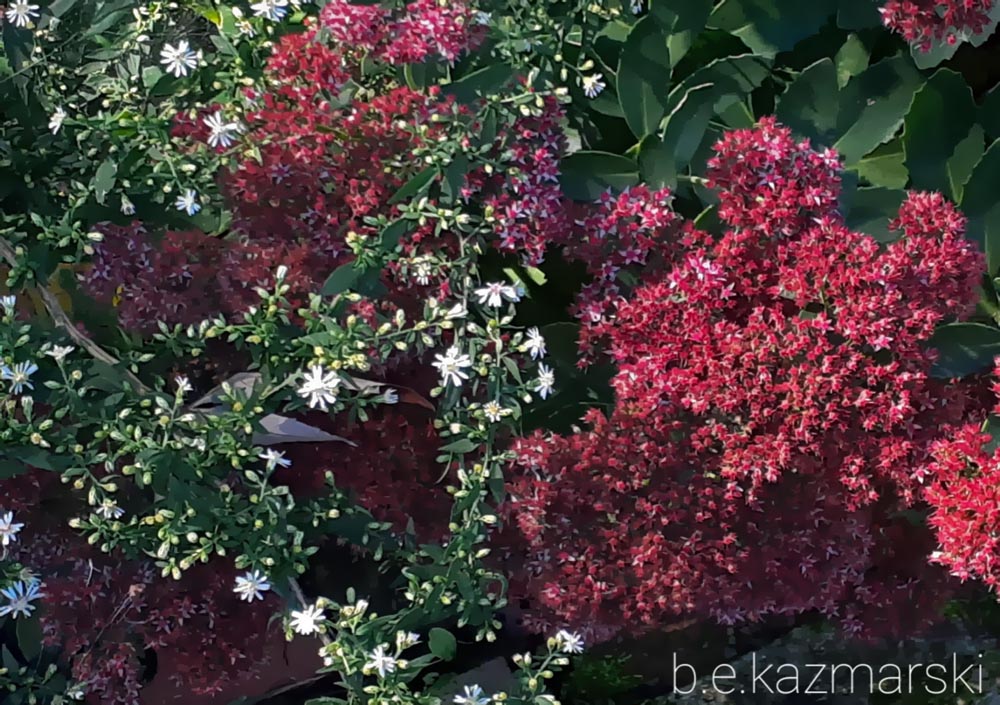 Asters and Sedum
