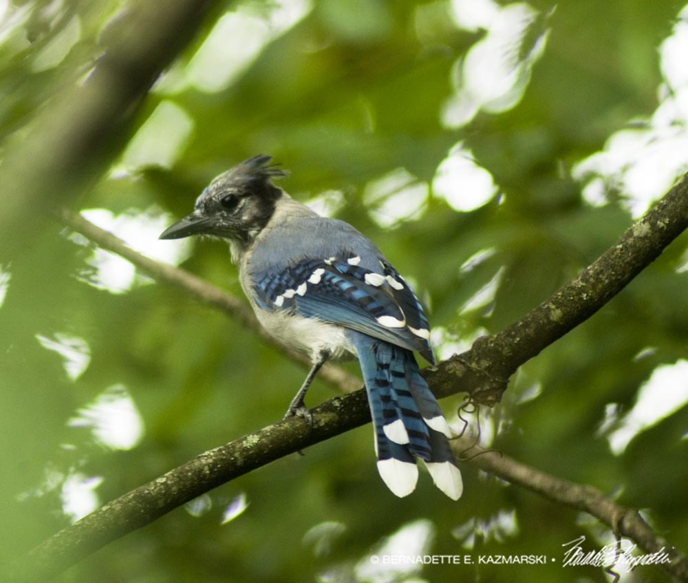 blue jay in trees