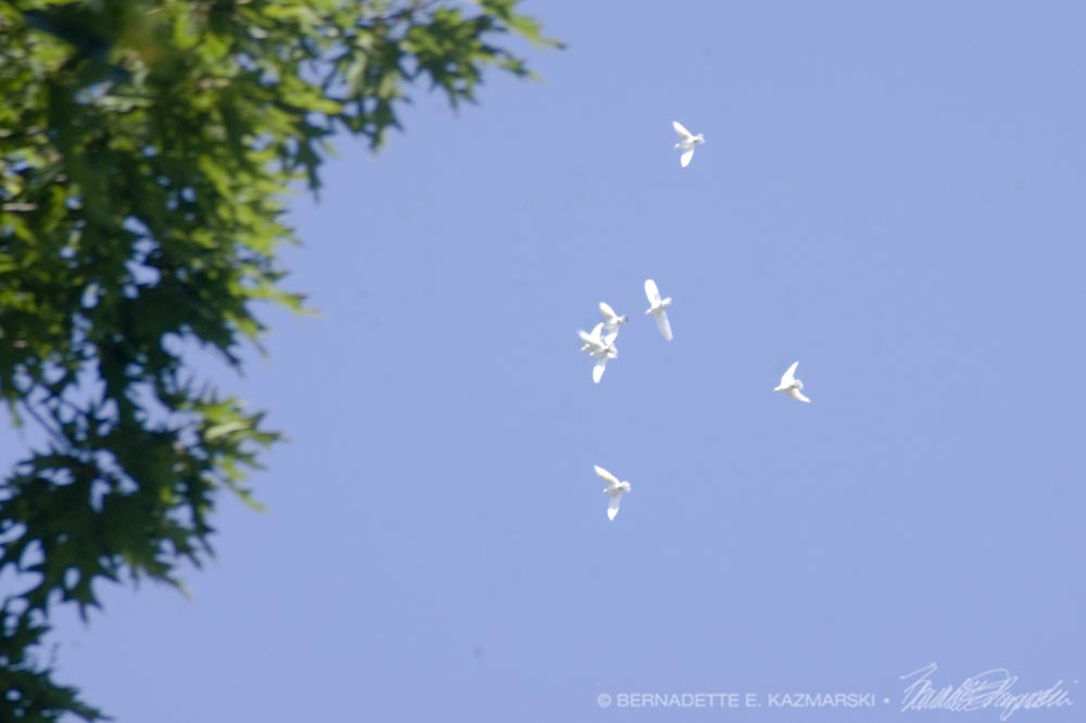 white doves against the sky