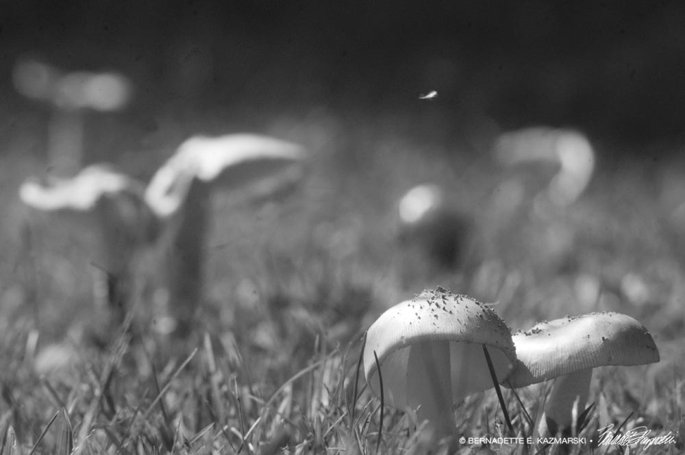 black and white