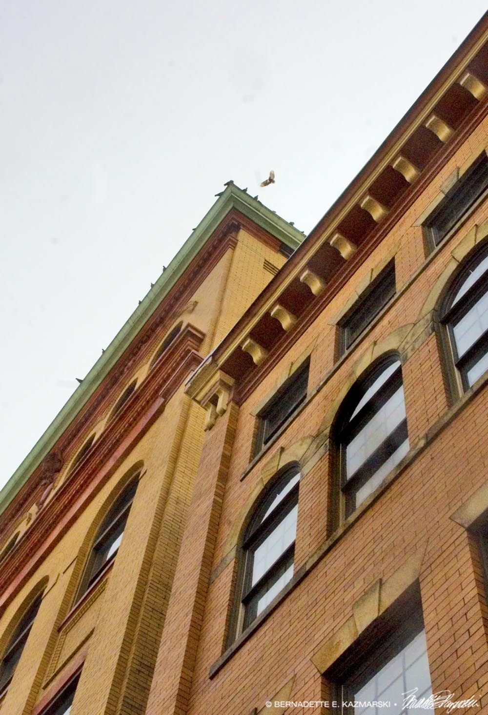 dove landing on building