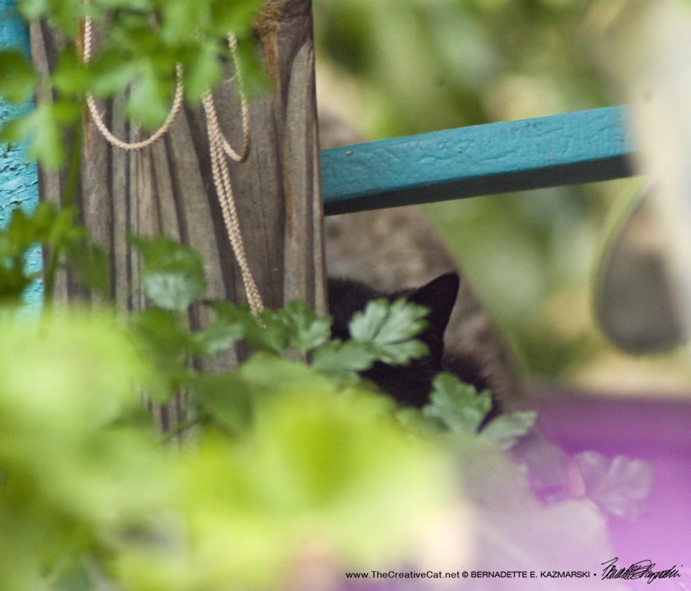 black cat on rocker