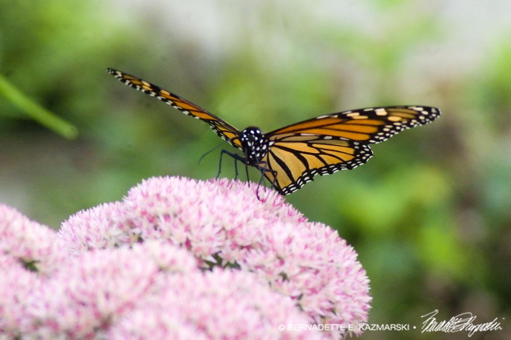 monarch on autumn jy sedum
