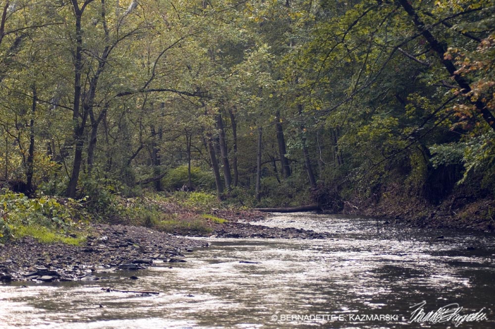 stream in woods