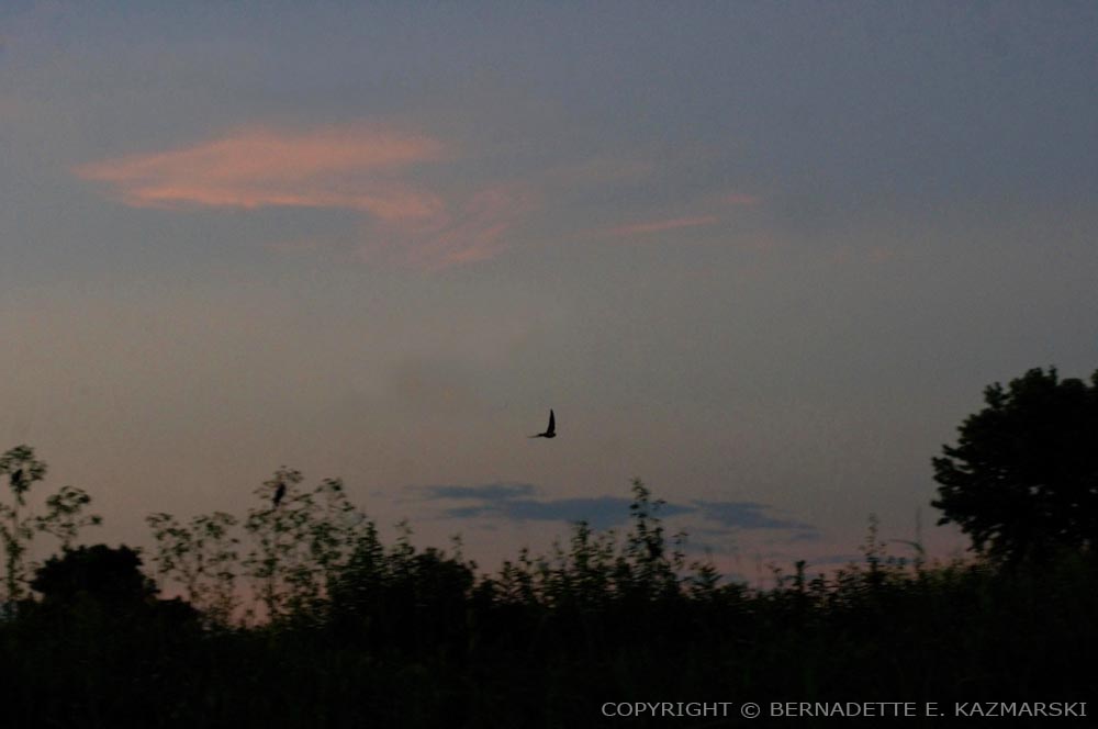 barn swallow at sunset