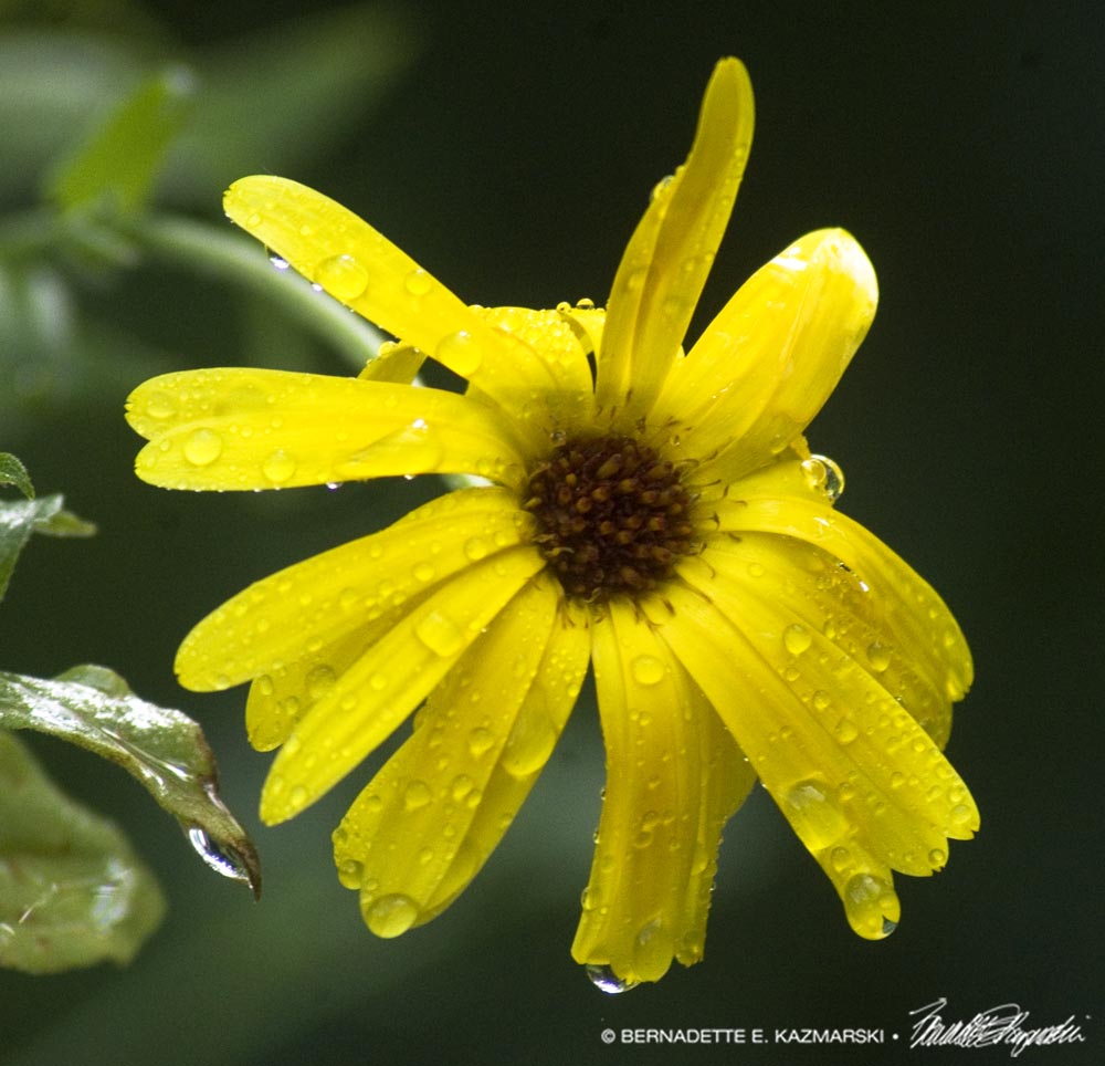 calendula flower with raindrops